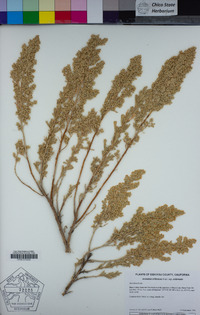 Artemisia tridentata image