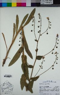 Hackelia amethystina image