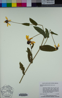 Image of Rudbeckia amplexicaulis