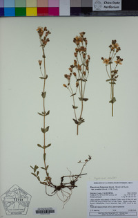 Hypericum scouleri image