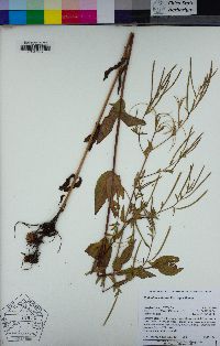 Epilobium ciliatum image