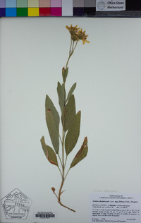 Arnica chamissonis image