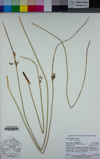 Juncus balticus image