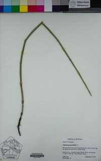 Equisetum hyemale image