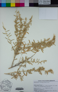 Atriplex canescens image