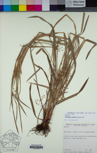 Image of Calyptrocarya glomerulata