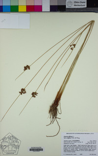 Juncus exiguus image