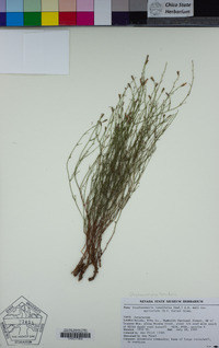 Stephanomeria tenuifolia image