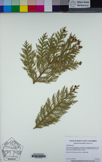 Chamaecyparis lawsoniana image