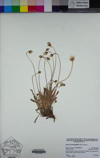 Agoseris heterophylla image