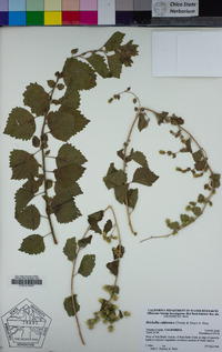 Brickellia californica image