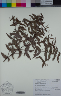 Eucalyptus salicifolia image