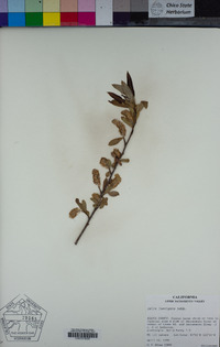 Salix laevigata image