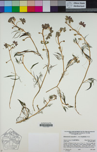 Ranunculus aquatilis var. aquatilis image