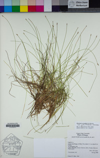 Eleocharis acicularis image