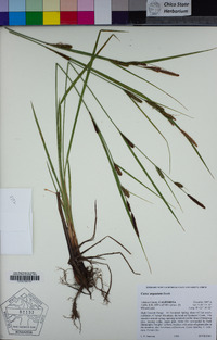 Carex angustata image