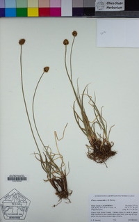 Carex vernacula image