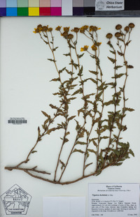 Bahiopsis laciniata image