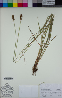 Carex gracilior image