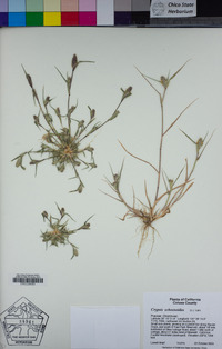 Crypsis schoenoides image