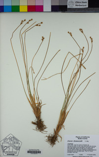 Juncus drummondii image