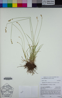 Carex mariposana image