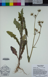 Sonchus asper image