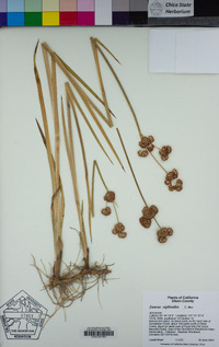 Juncus xiphioides image