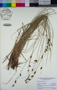 Carex serratodens image