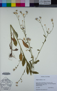 Erigeron annuus image