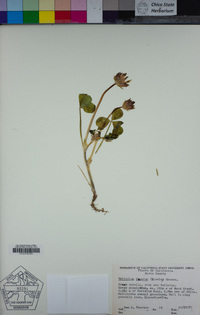 Trifolium fucatum image