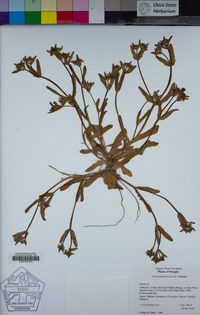 Image of Fedia cornucopiae