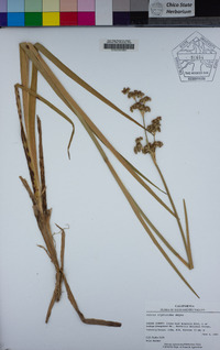 Juncus xiphioides image