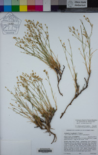 Eremogone kingii var. glabrescens image