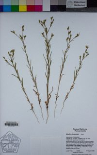 Madia glomerata image