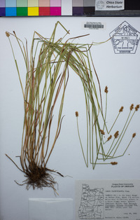 Carex pachystachya image