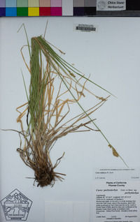 Carex subfusca image