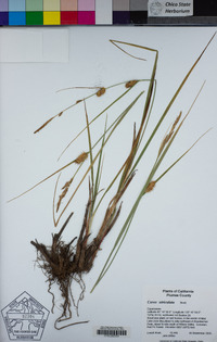 Carex utriculata image