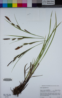 Carex angustata image