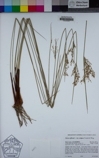 Juncus exiguus image