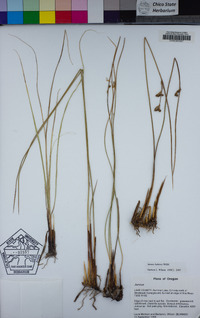 Juncus balticus image