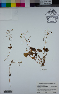 Claytonia sibirica image