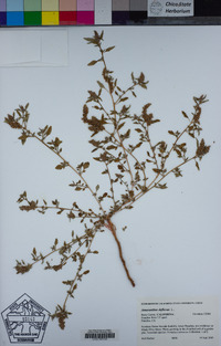 Amaranthus deflexus image