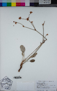 Eriogonum nudum var. auriculatum image