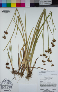 Juncus ensifolius image