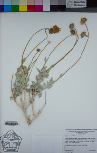 Encelia actoni image