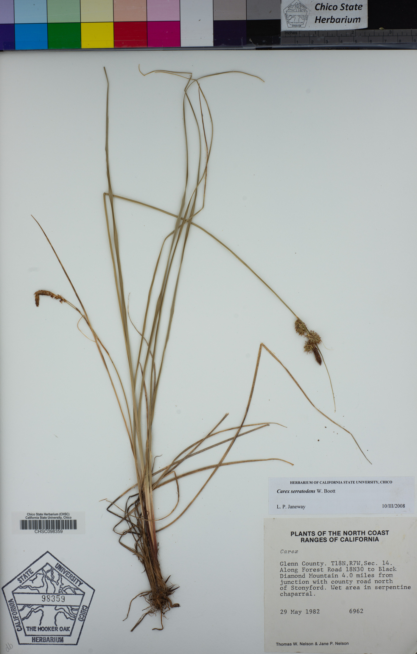 Carex serratodens image