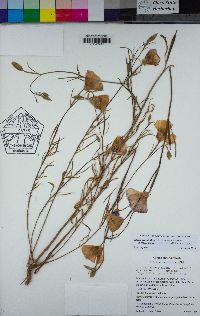 Clarkia gracilis subsp. sonomensis image