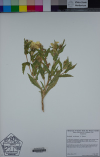 Mentzelia involucrata image