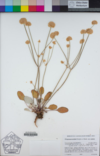 Eriogonum nudum image